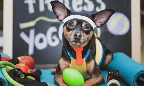 Instruktor DOG FITNESS